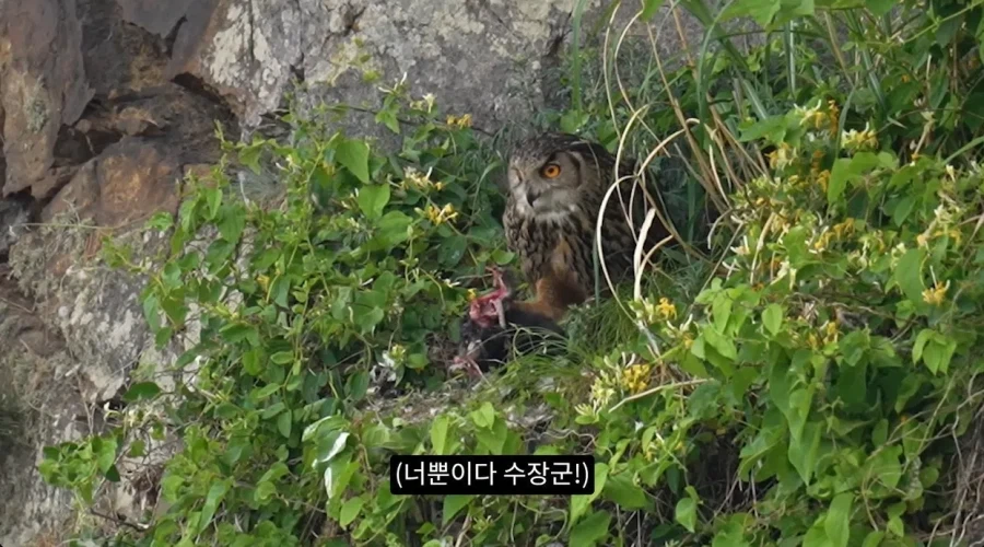 수리부엉이의 좋은 단백질 공급원_12.webp