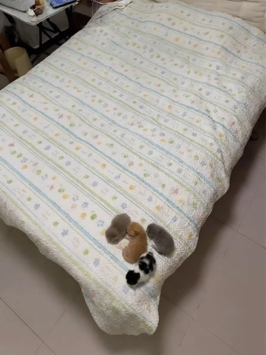 텔레고네이아가 역대급 완성도의 NTR 명작이었을 수도 있지 대표 이미지