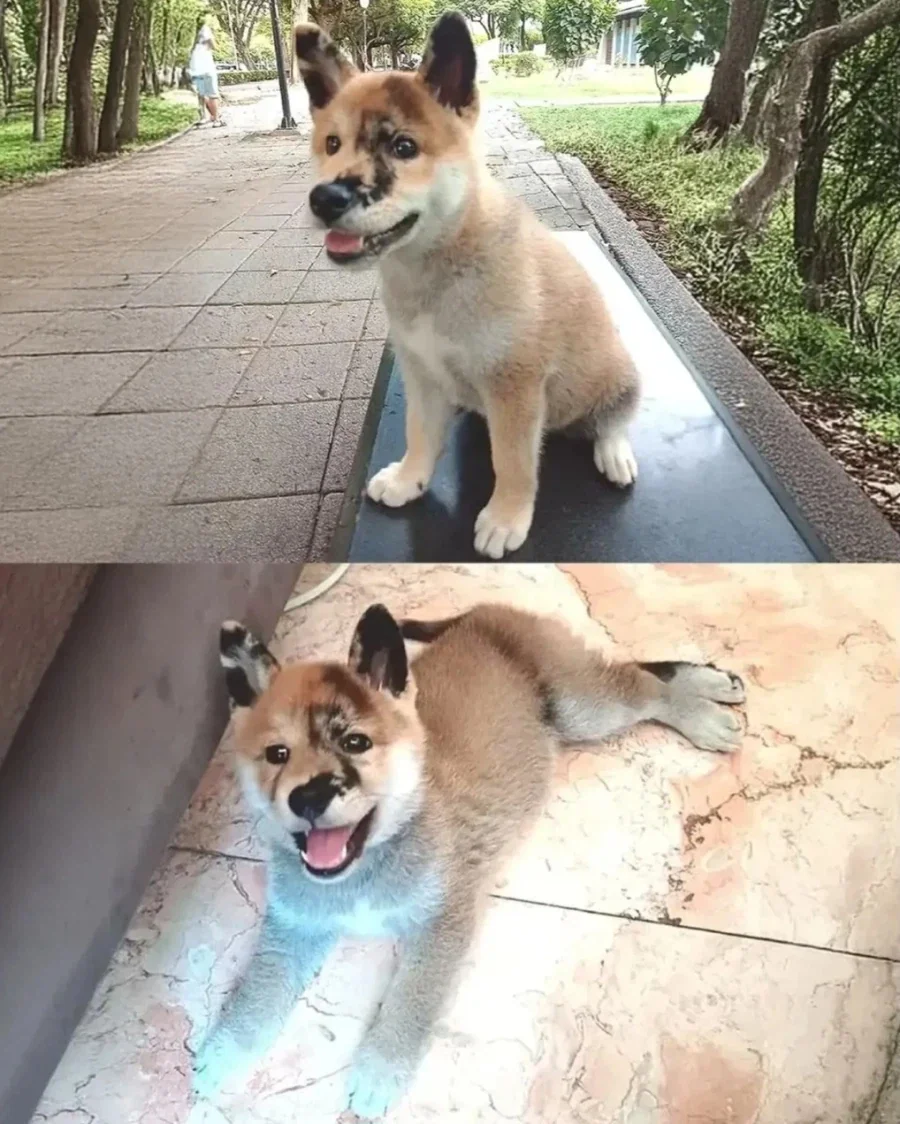 학대로 의심받아 억울한 시바 견주..._2.webp