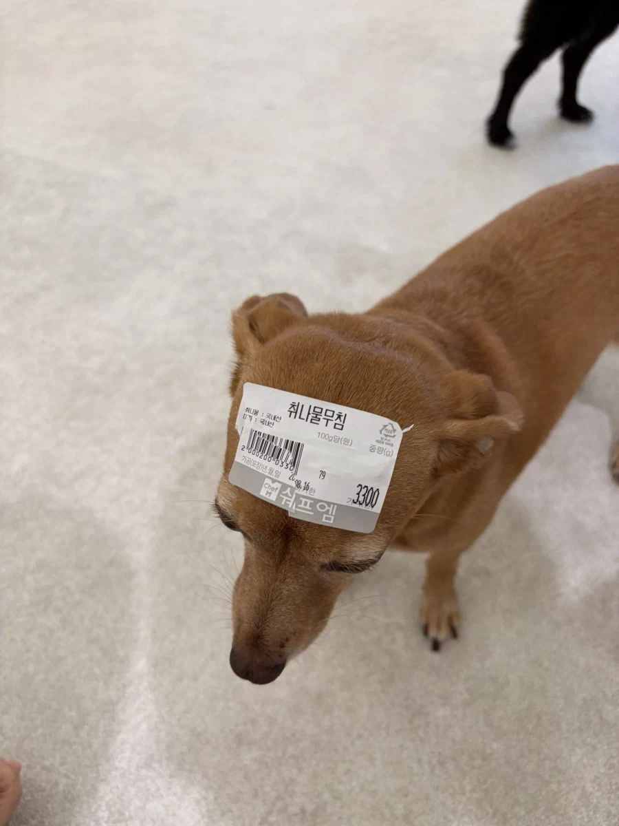 야구계에 새로이 생겨난 동맹 대표 이미지