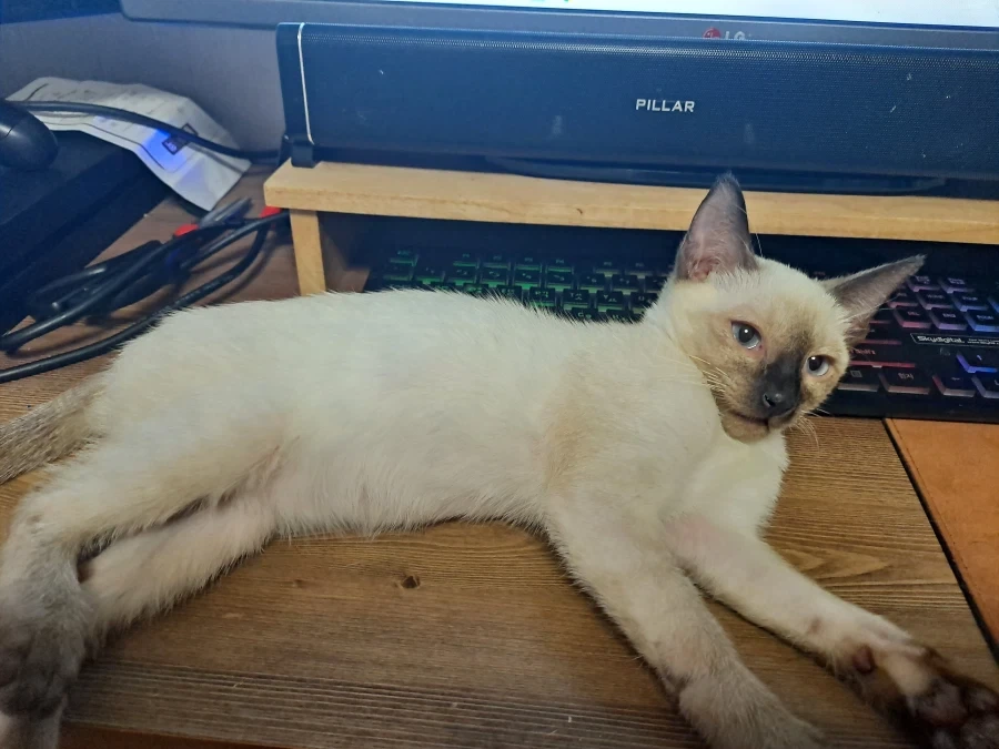 ??:그래서 당신 이름이 뭐죠? 이미지 3