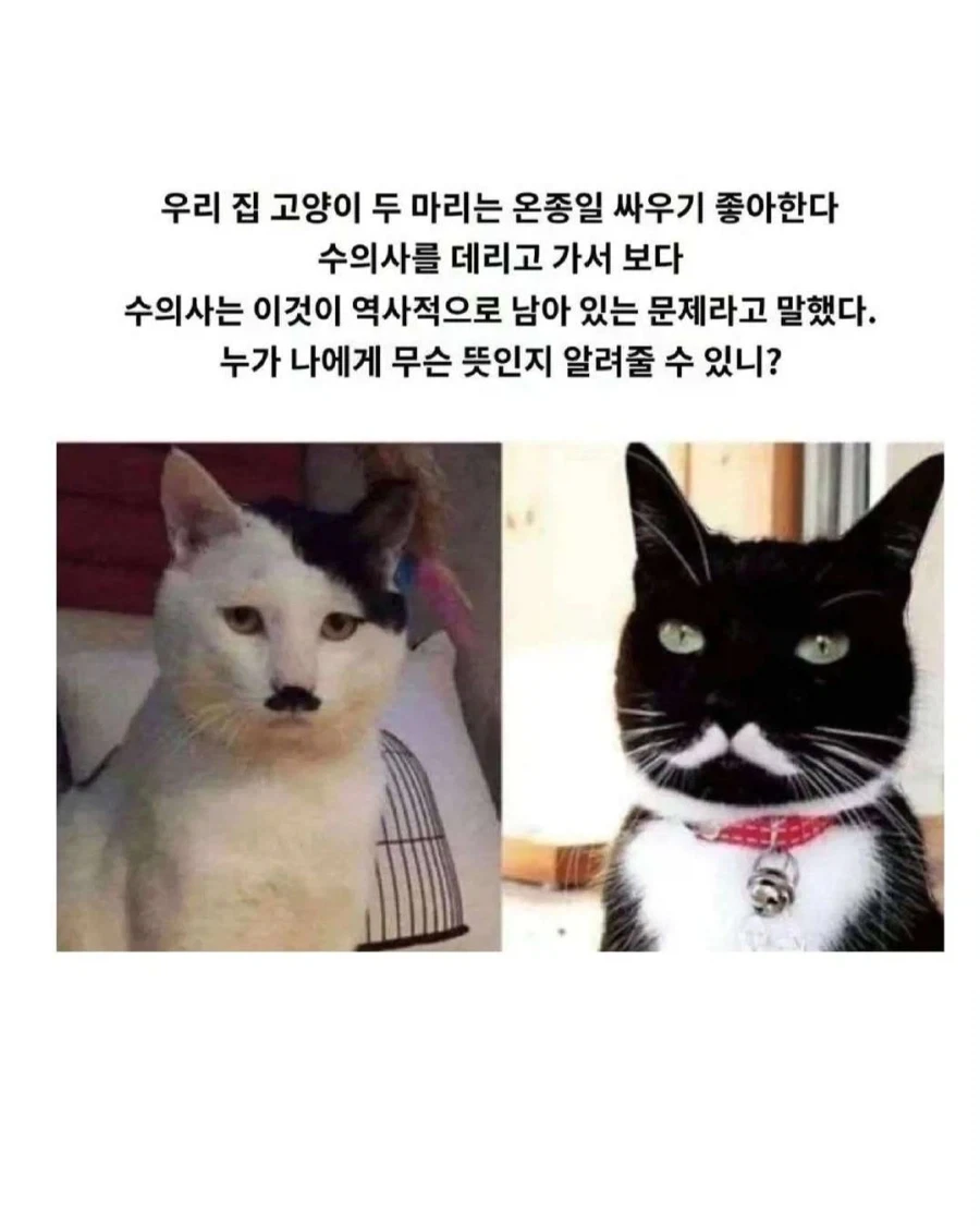 그의 피부색은 갓 짜낸 올리브유와 같았다. 이미지 2
