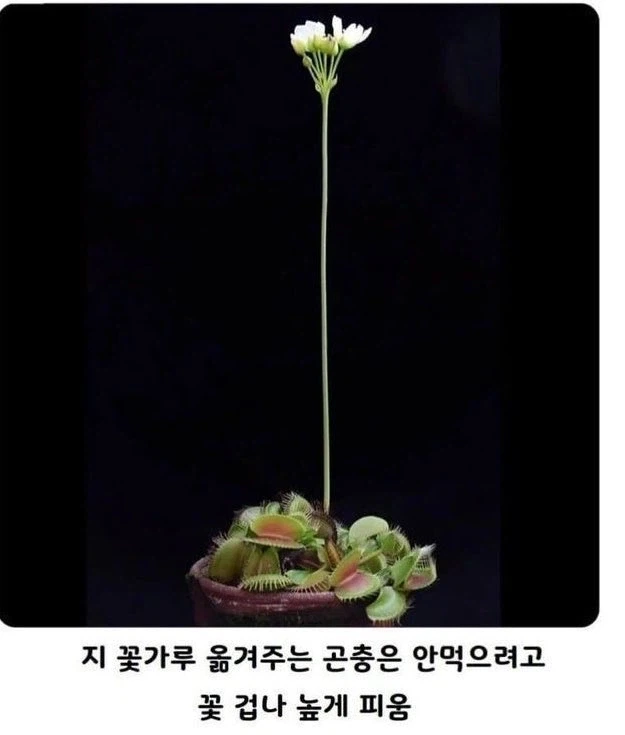 "엄마는 아빠의 어디가 좋았어?".jpg 이미지 2