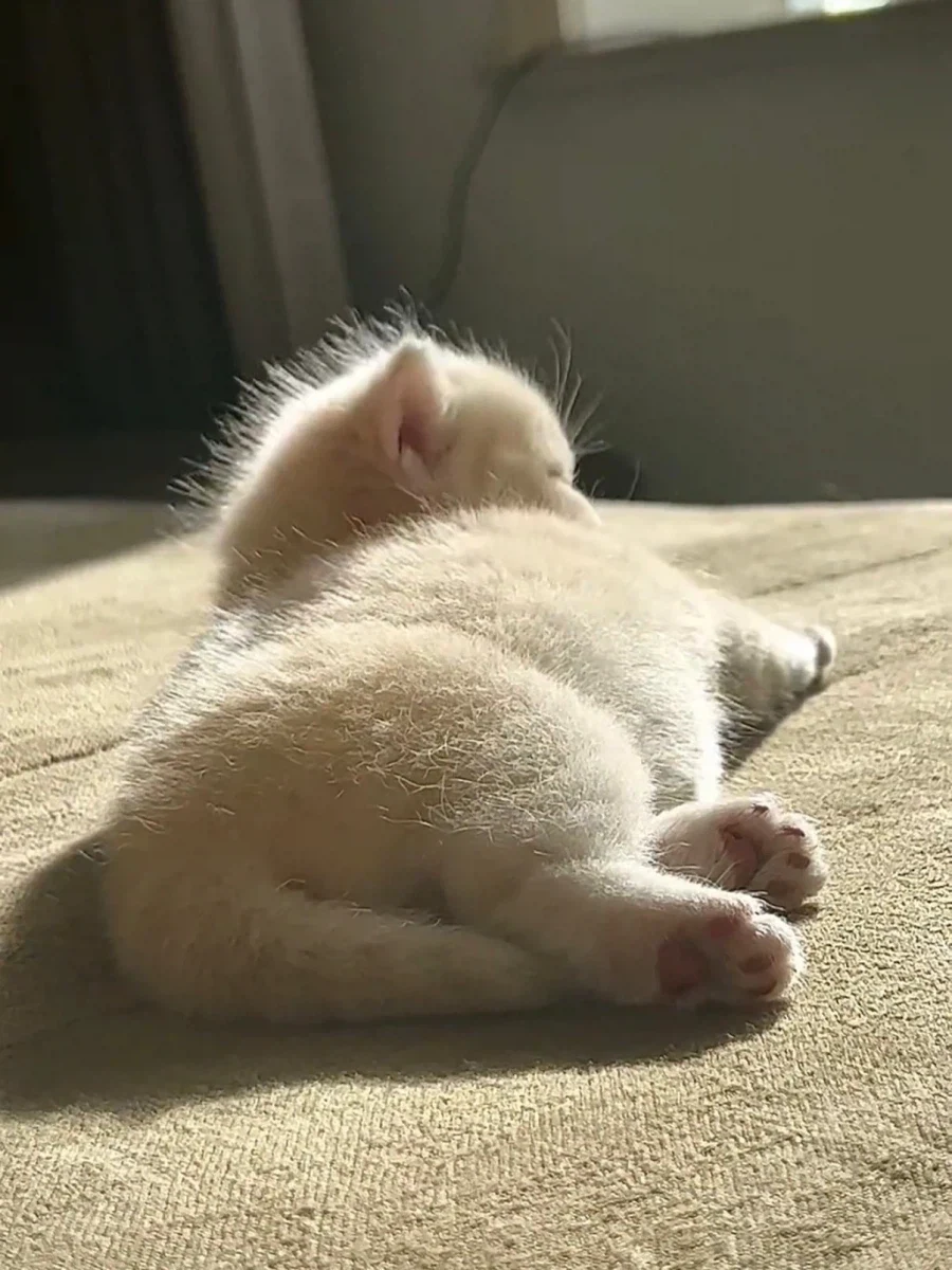 고양이 빵실빵뎅이가 뽀송해봤자...._2.webp