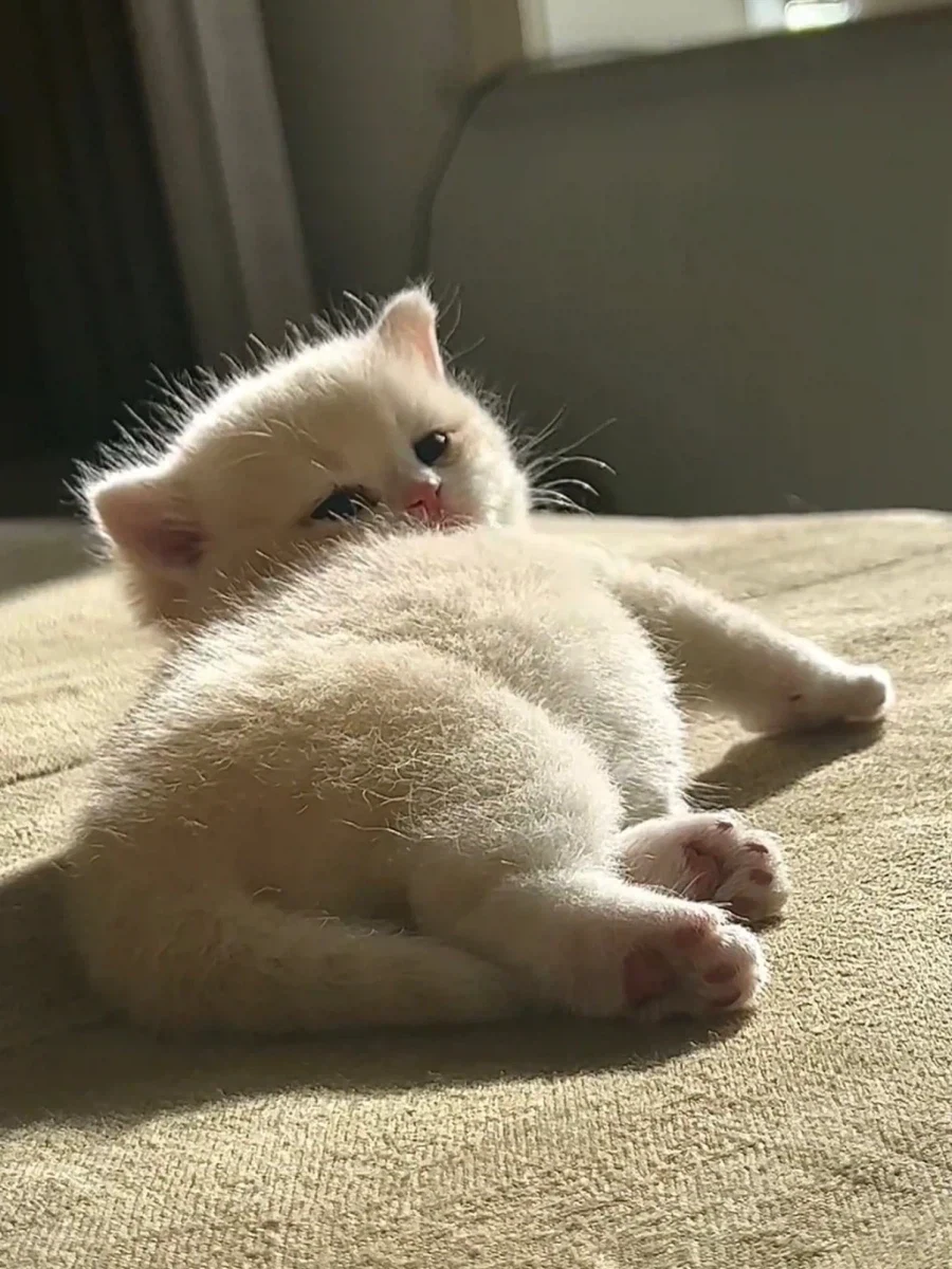 고양이 빵실빵뎅이가 뽀송해봤자...._3.webp