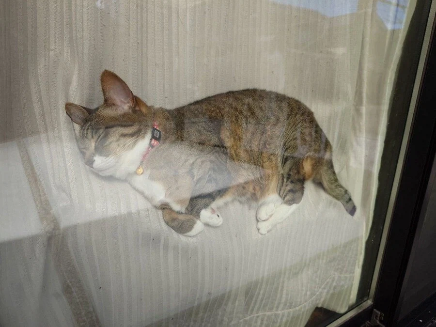 결국 산채로 박제 되어버린 냥이 jpg._2.webp