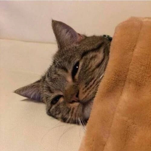 군대 안 간다는 서울대생 jpg. 대표 이미지