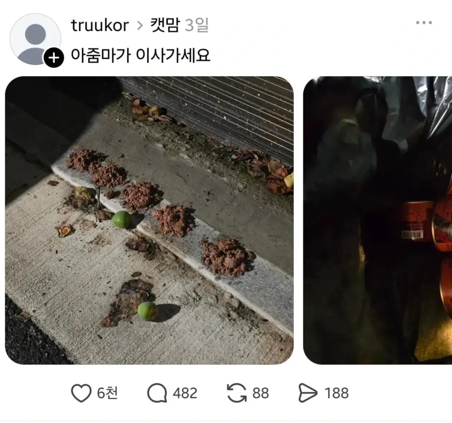 그들의 방식으로 캣맘을 토벌한 용자.jpg_4.webp