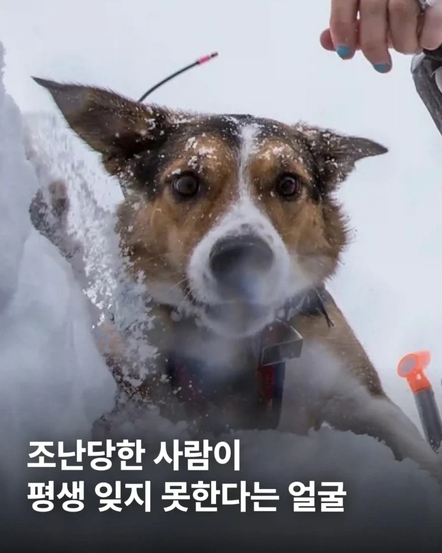 긴 급 탈 출 대표 이미지