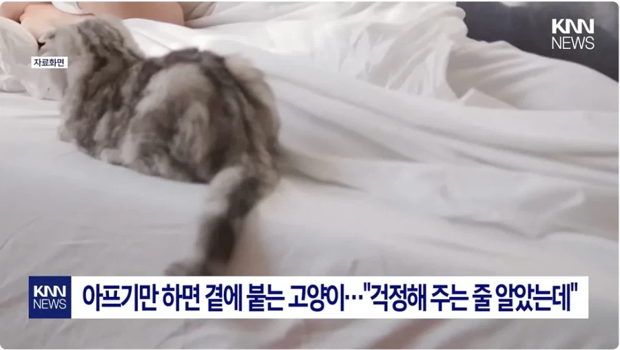 아프면 고양이가 와서 곁에 붙어주는 이유_1.webp