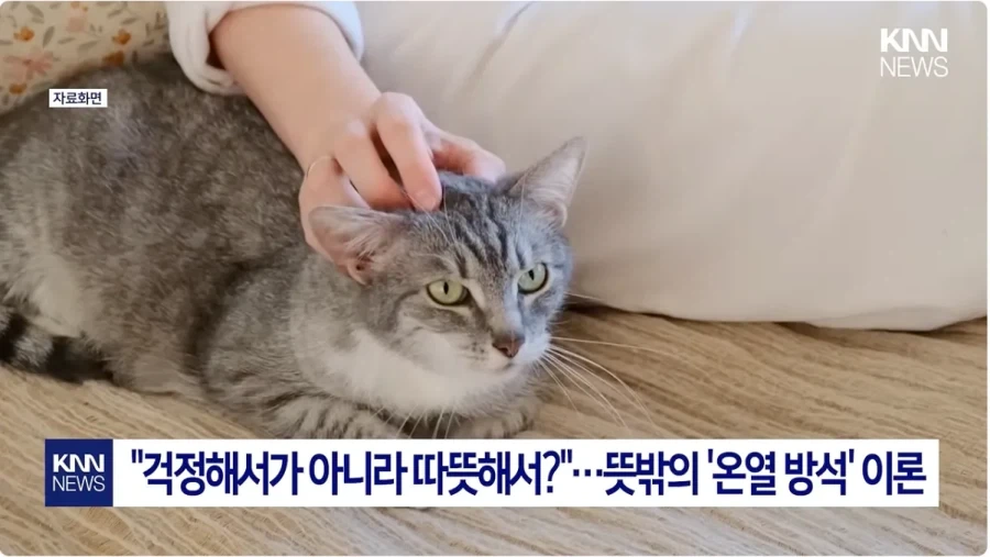 아프면 고양이가 와서 곁에 붙어주는 이유_2.webp