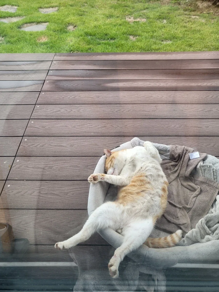 매우 잘자는 고우앵이 사진.jpg_11.webp