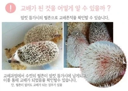 겨드랑이로 남자 꼬셔버린 테토녀 이미지 5