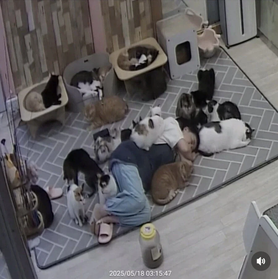 고양이 쉼터에서 6시간 잔사람_2.webp