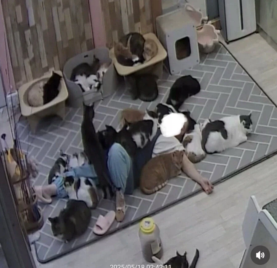 고양이 쉼터에서 6시간 잔사람_4.webp