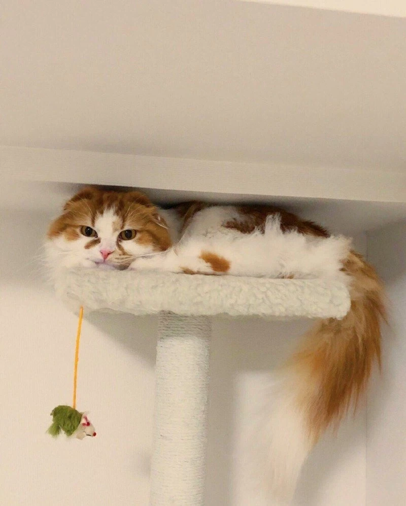 캣타워 높이계산 실패한 집사 jpg._2.webp