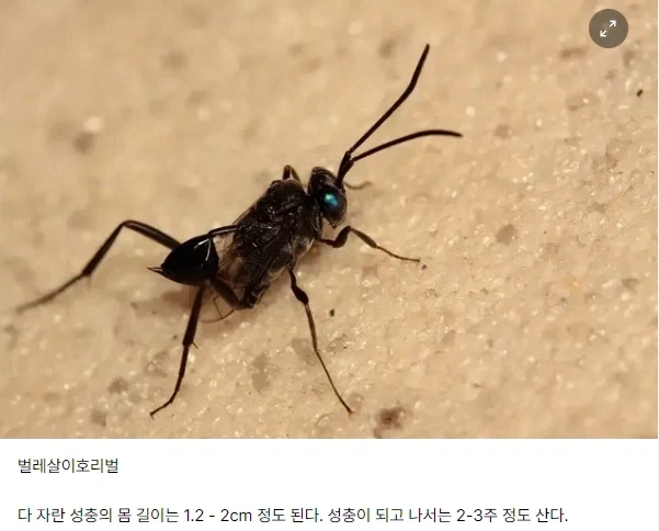 절대로 잡으면 안 되는 곤충_2.webp