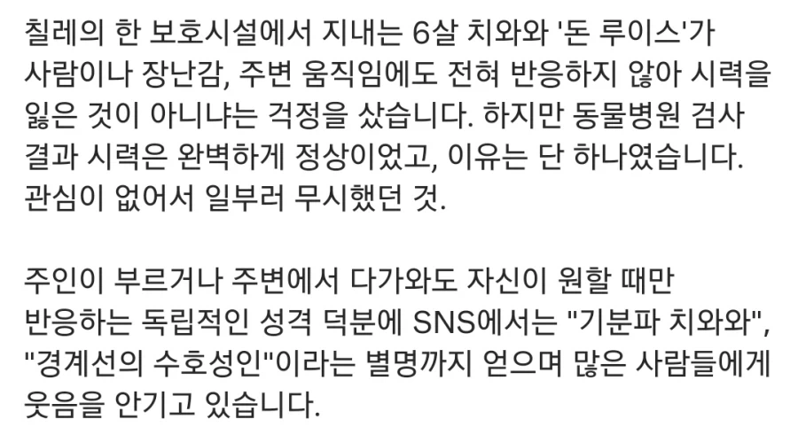 실명인 줄 알고 병원 데려간 치와와_2.webp