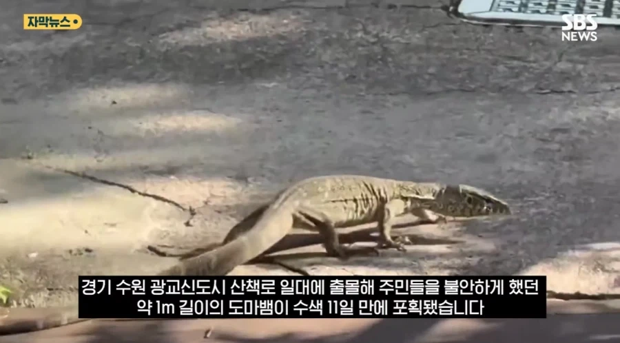 수원에서 가출했던 도마뱀을 발견하고 외친 이름_2.webp