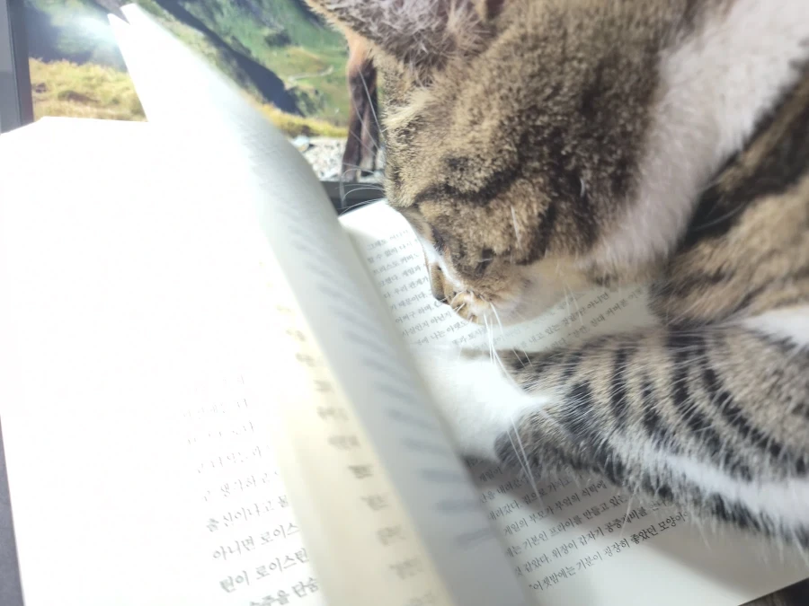 책읽는 고양이_2.webp