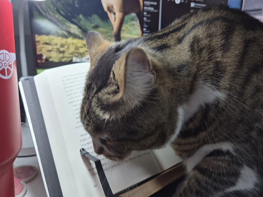 책읽는 고양이_3.webp