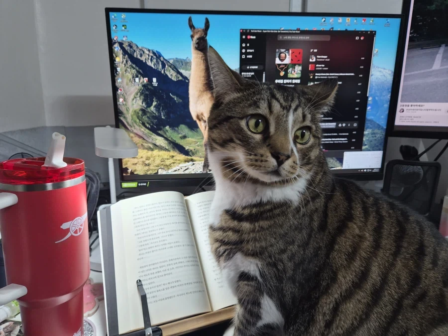 책읽는 고양이_7.webp