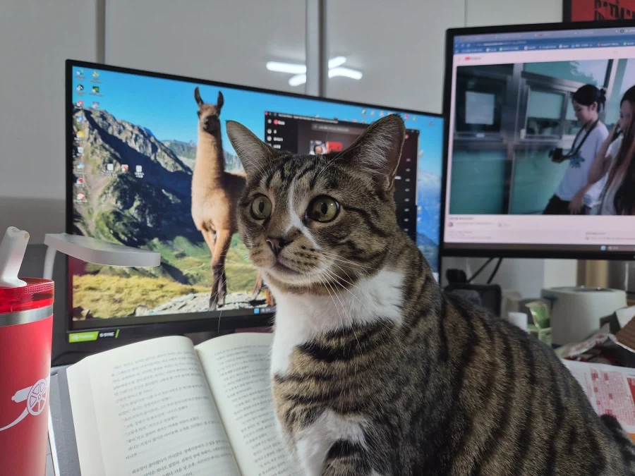 책읽는 고양이_9.webp