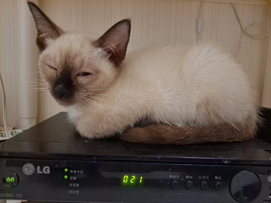 예비 고양이 집사들이 꼭 알아야 할 정보가 있음_1.webp