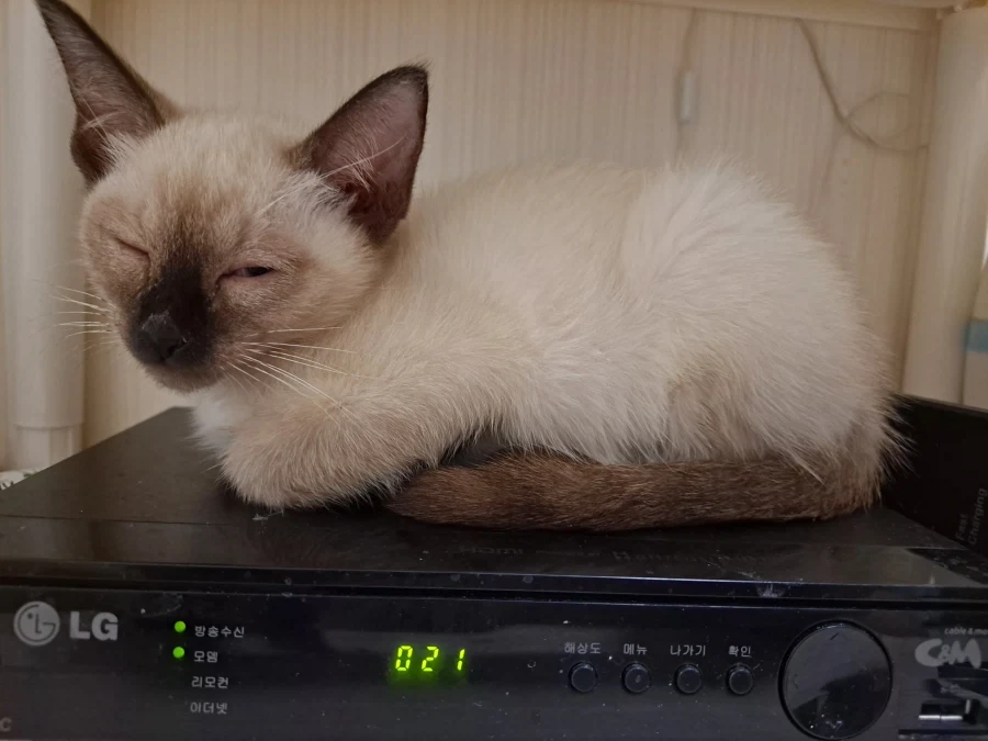 예비 고양이 집사들이 꼭 알아야 할 정보가 있음_2.webp