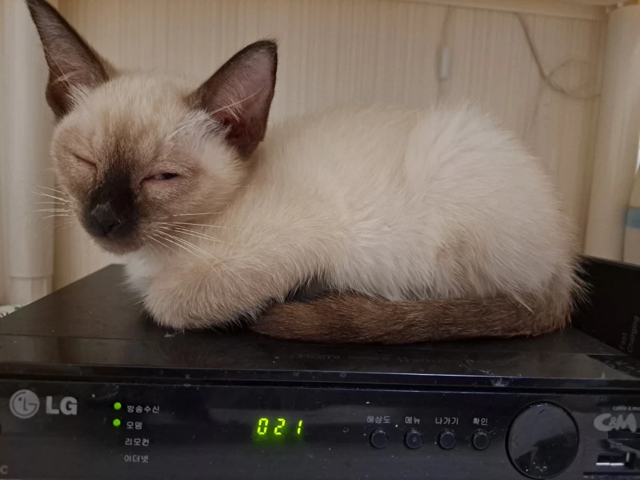 예비 고양이 집사들이 꼭 알아야 할 정보가 있음_3.webp