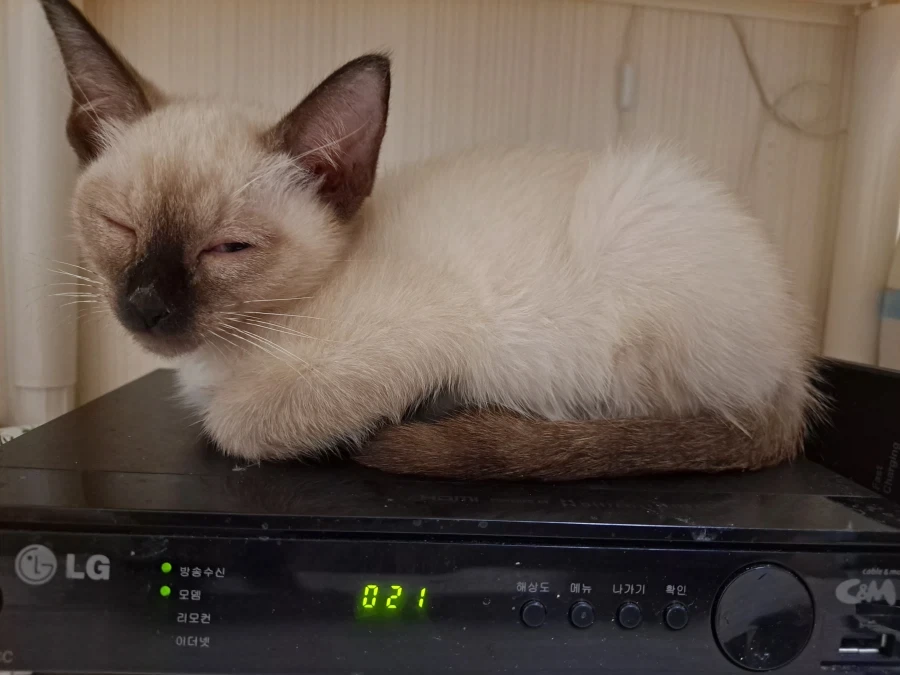 예비 고양이 집사들이 꼭 알아야 할 정보가 있음_4.webp