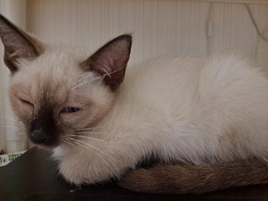 예비 고양이 집사들이 꼭 알아야 할 정보가 있음_5.webp