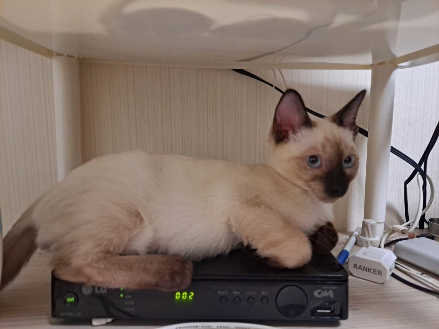 예비 고양이 집사들이 꼭 알아야 할 정보가 있음_6.webp