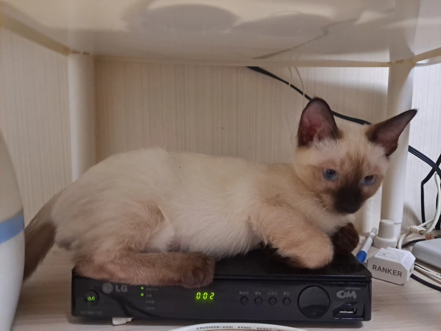 예비 고양이 집사들이 꼭 알아야 할 정보가 있음_7.webp
