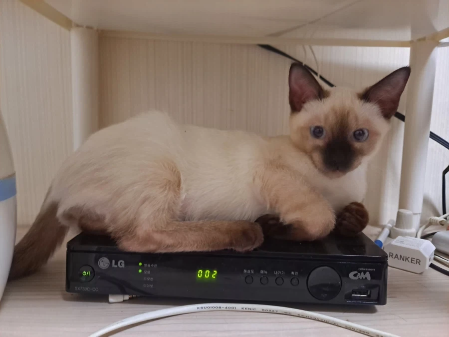 예비 고양이 집사들이 꼭 알아야 할 정보가 있음_8.webp