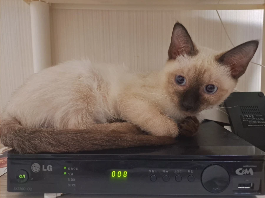 예비 고양이 집사들이 꼭 알아야 할 정보가 있음_9.webp