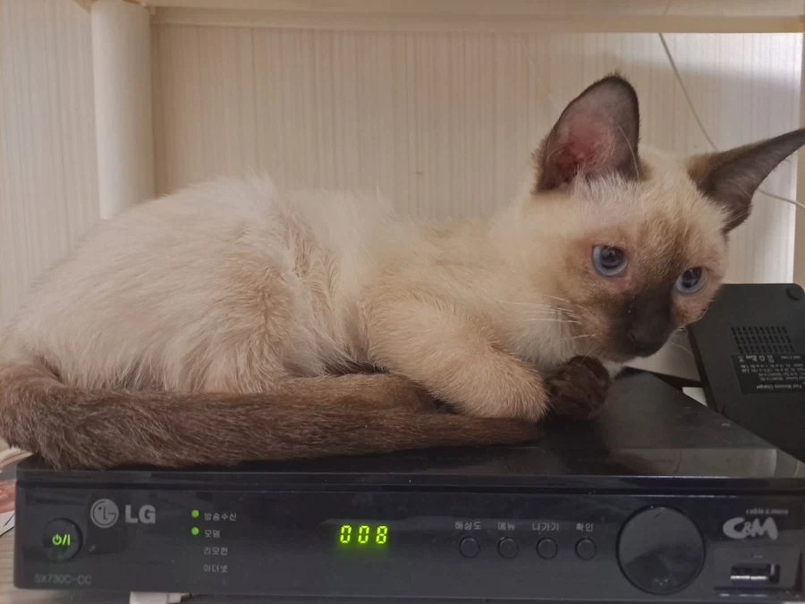 예비 고양이 집사들이 꼭 알아야 할 정보가 있음_10.webp