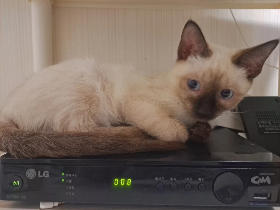 예비 고양이 집사들이 꼭 알아야 할 정보가 있음_11.webp
