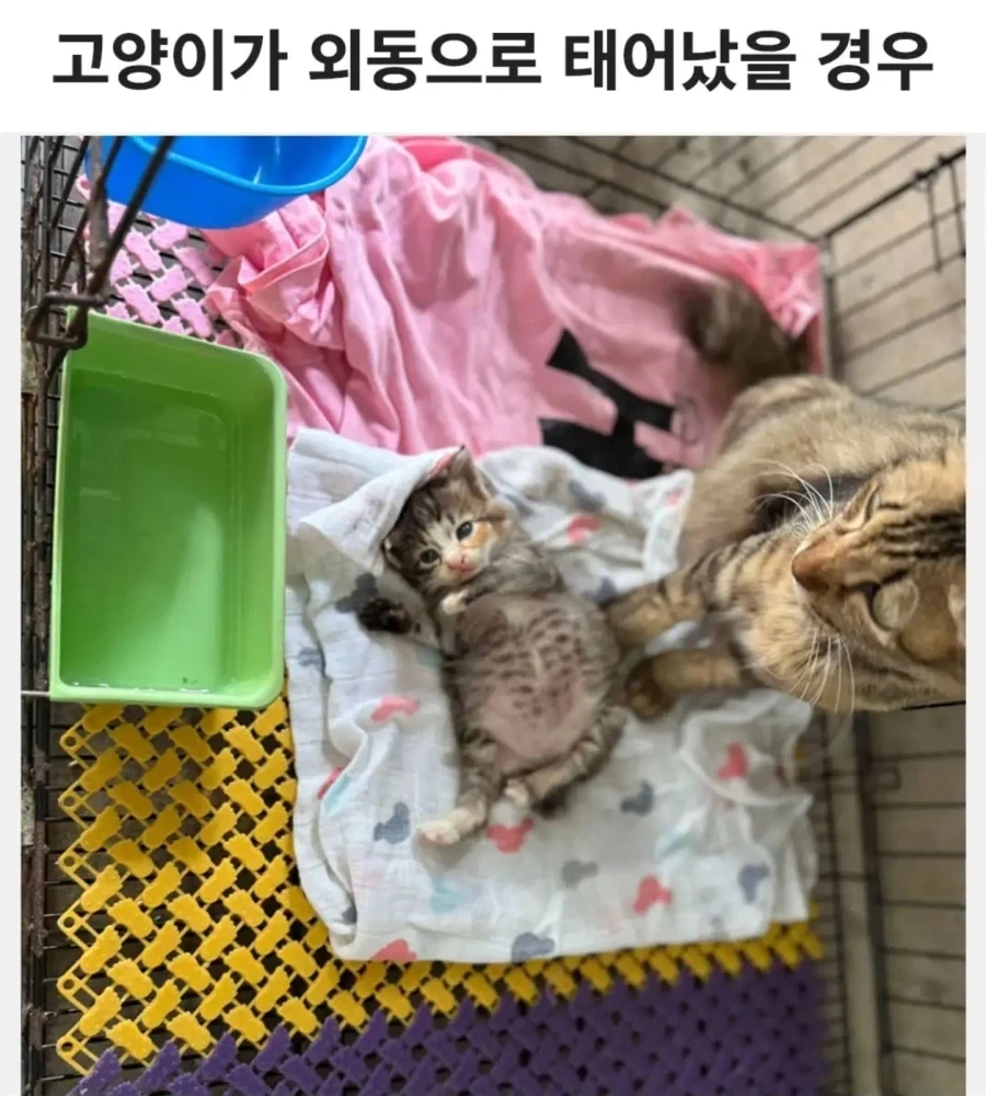 고양이가 외동으로 태어났을 경우_2.webp