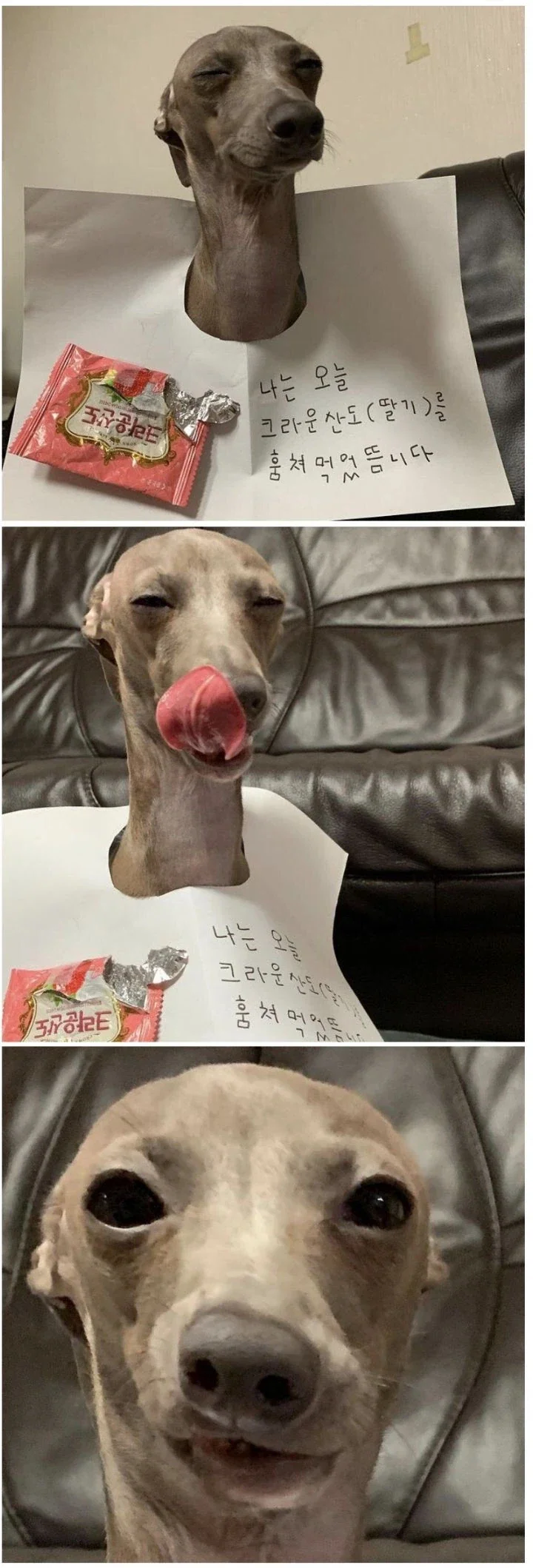 대중적인 이미지와는 다르게 온순한 견종_1.webp