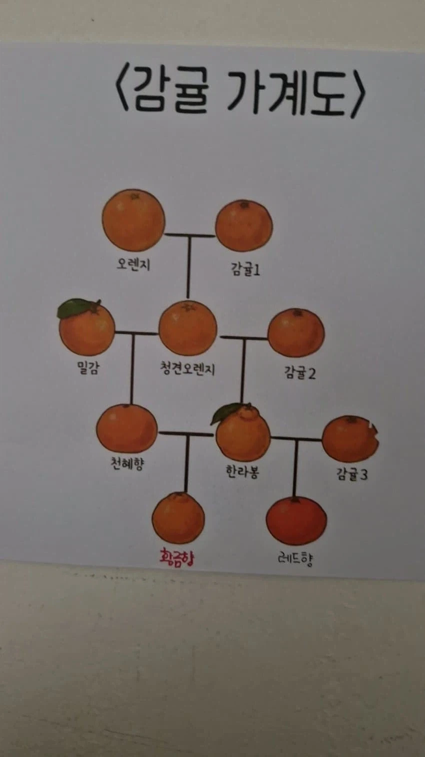 한눈에 보는 제주도 가계도 ㄷㄷ_1.webp