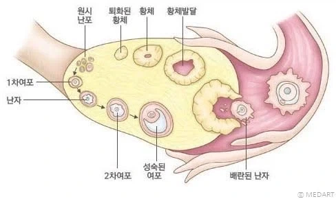 여자들 생리도 아닌 배란일에 배가 아픈 이유.jpg_2.webp