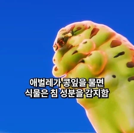 천적을 소환하는 식물_1.webp