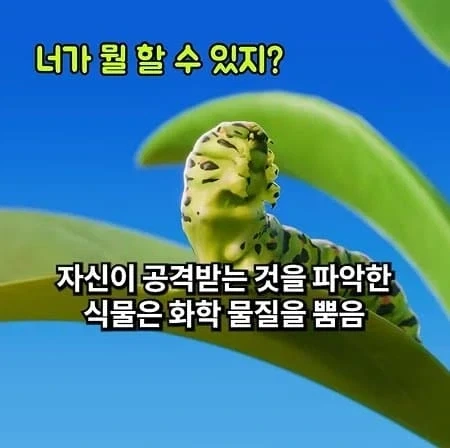 천적을 소환하는 식물_2.webp