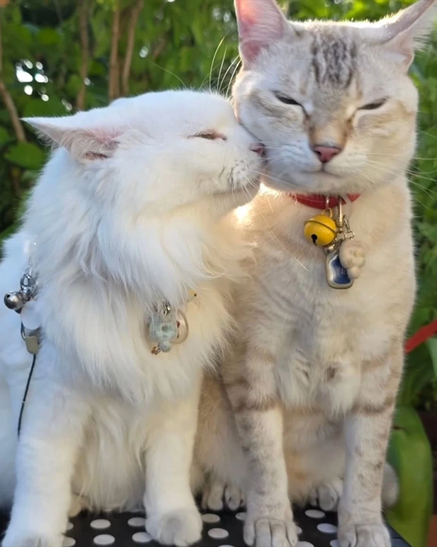할부지와 고앵이들_8.webp