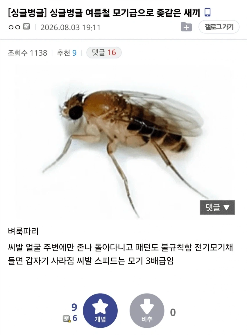 마체테 하나 사_1.webp
