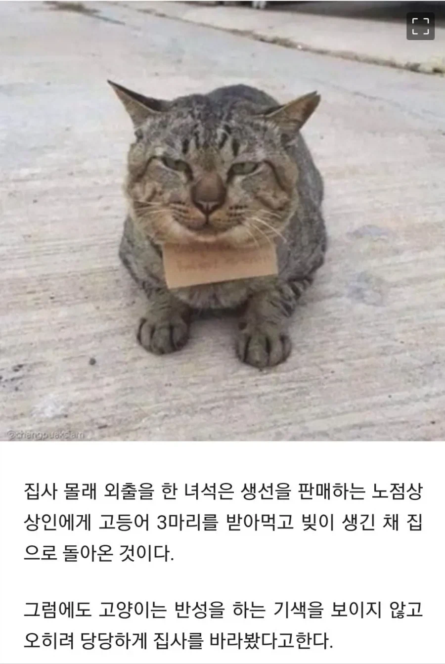 냥아치: 어이 지갑! 대신 좀 내라_2.webp