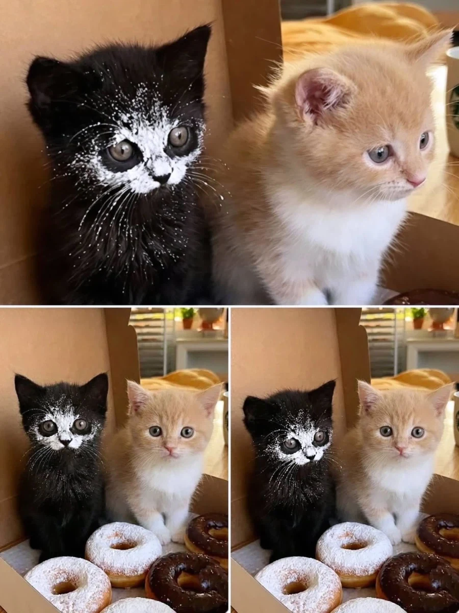 아닌척하는 아기냥이_1.webp