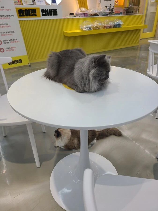 1만 8천원 만화 카페 혜자다 vs 창렬이다_10.jpg