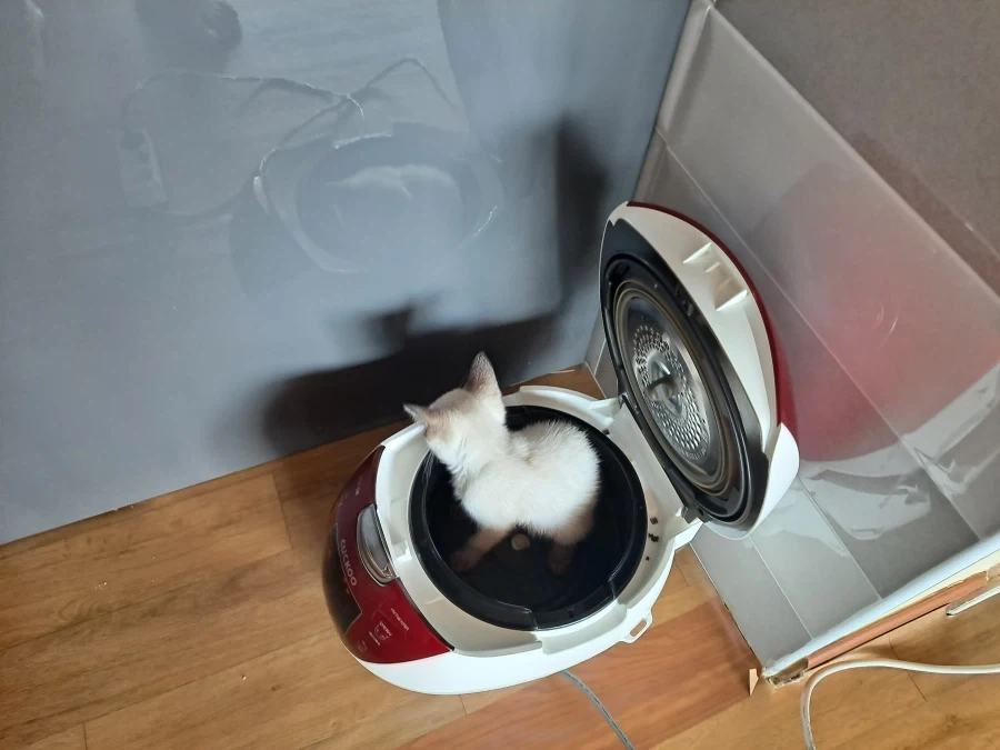 밥솥에서 고양이 넣고 취사 안 했습니다_3.webp